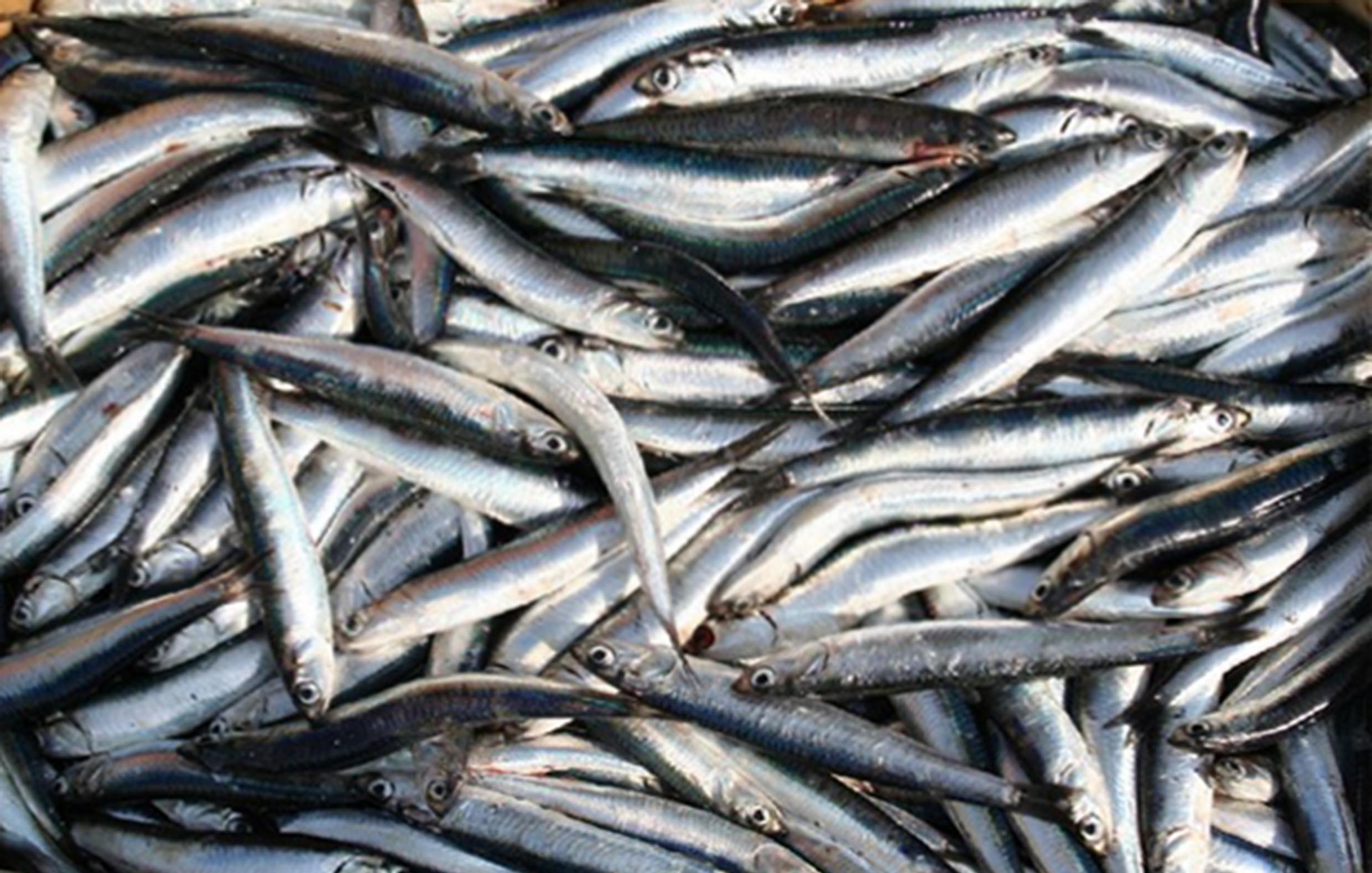 Anchovies – Why you need them in your diet!
