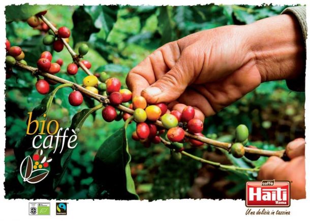 Organic fair trade coffee beans